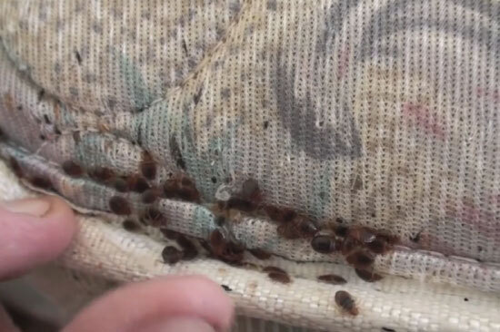 commercial pest control Atlanta photo