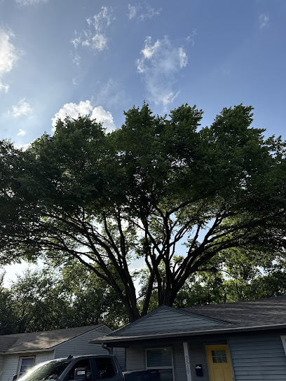 tree trimming and removal Dallas TX photo