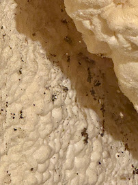 flea treatment near me