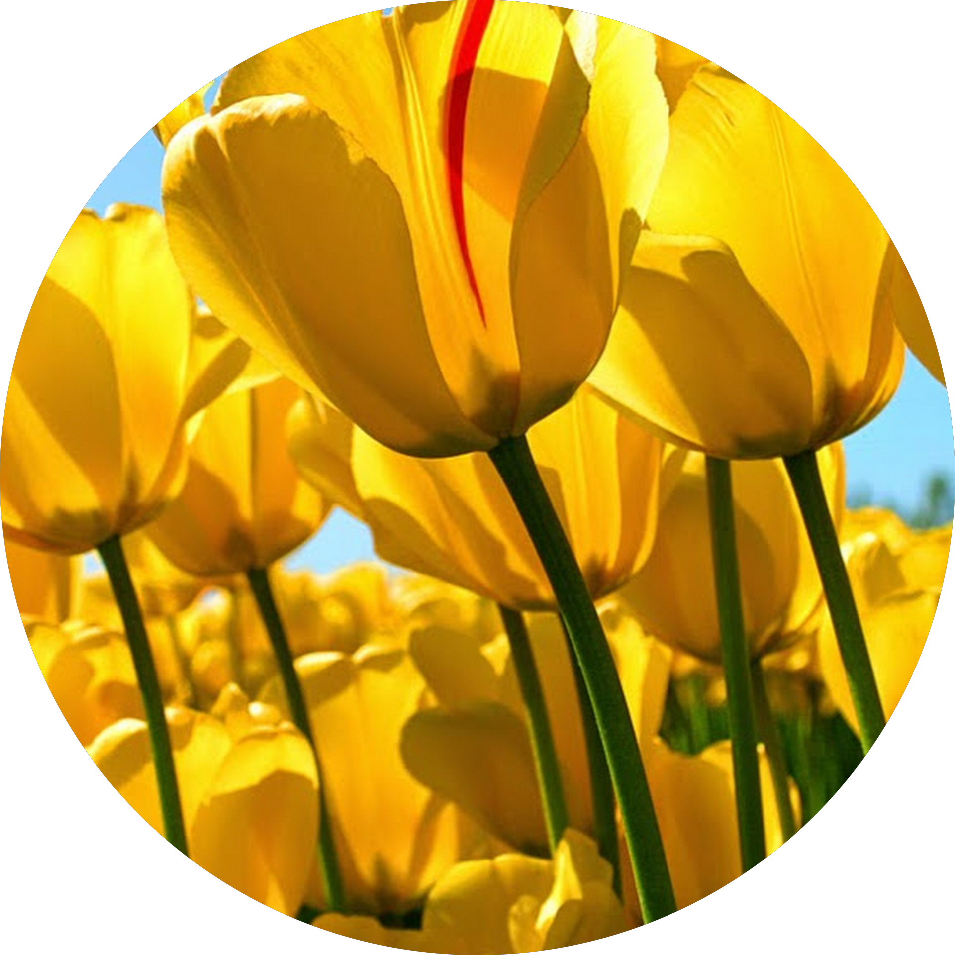 car detailing Round Rock