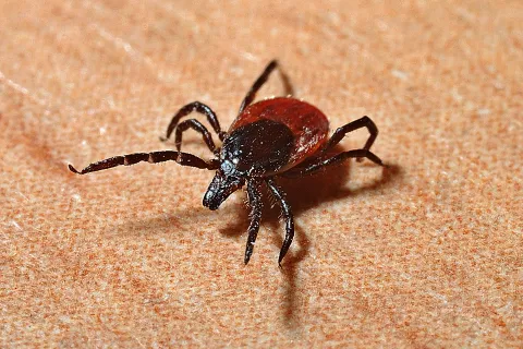 commercial pest control Atlanta photo