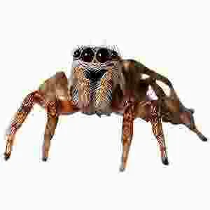 local exterminator Atlanta photo