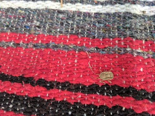 local exterminator Atlanta photo