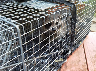 wildlife removal in Atlanta photo