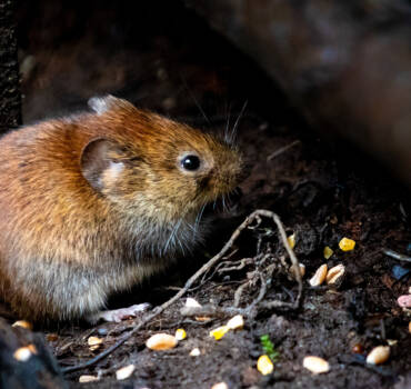 rodent removal San Diego photo