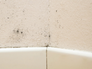 best water damage company in Littleton photo