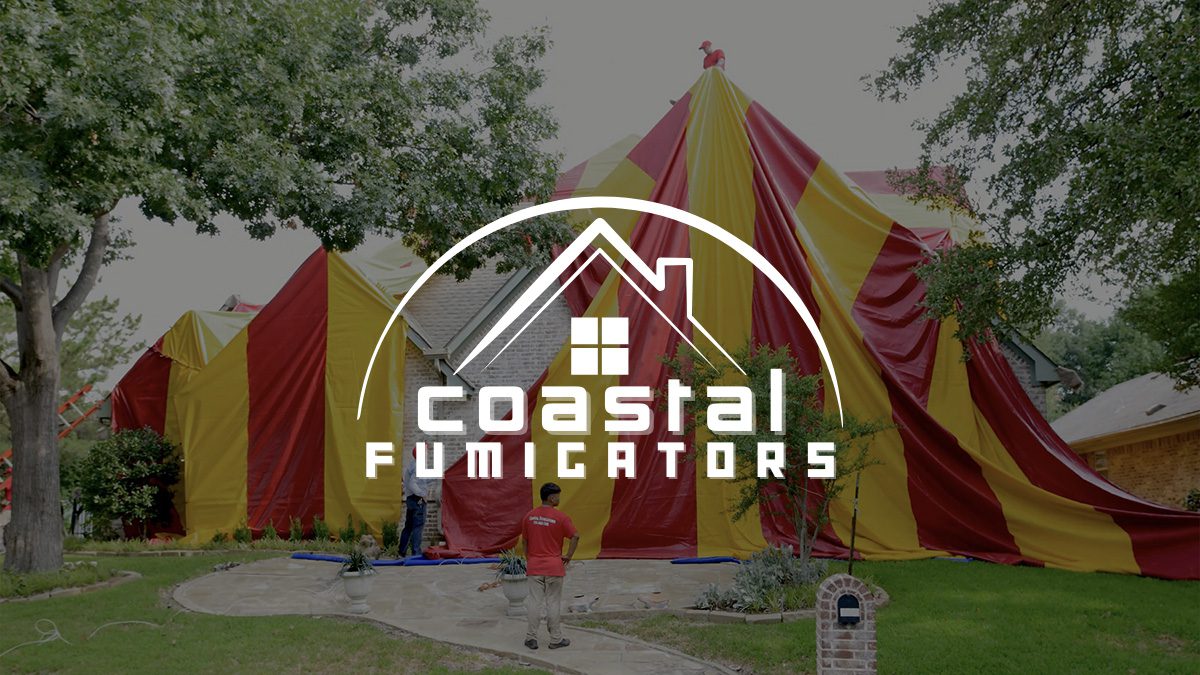 termite inspection and fumigation in Houston