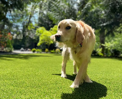 weed removal artificial grass Chula Vista photo