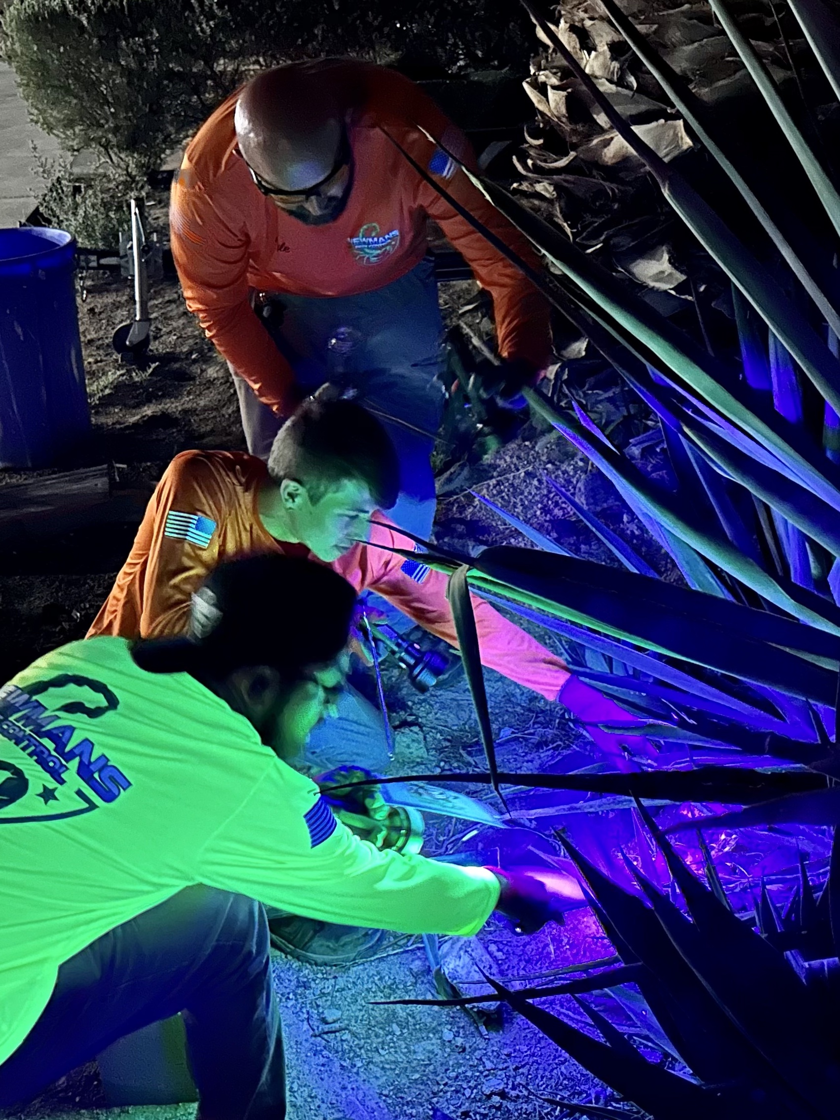 scorpion control in Las Vegas photo