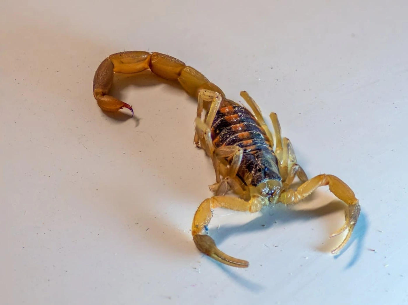 scorpion control North Las Vegas photo