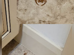 best pest control company Las Vegas