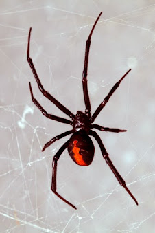 pigeon control Las Vegas