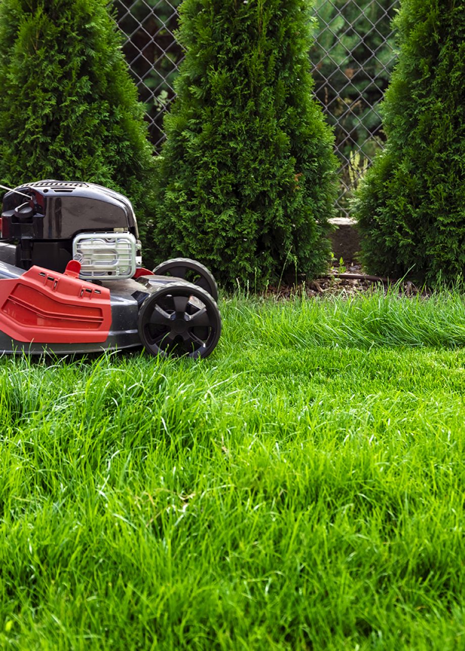 lawn fertilization Long Island photo