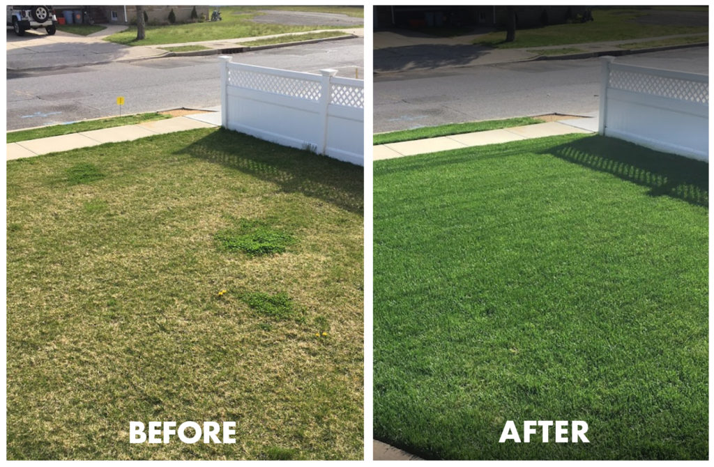 lawn fertilization Long Island photo