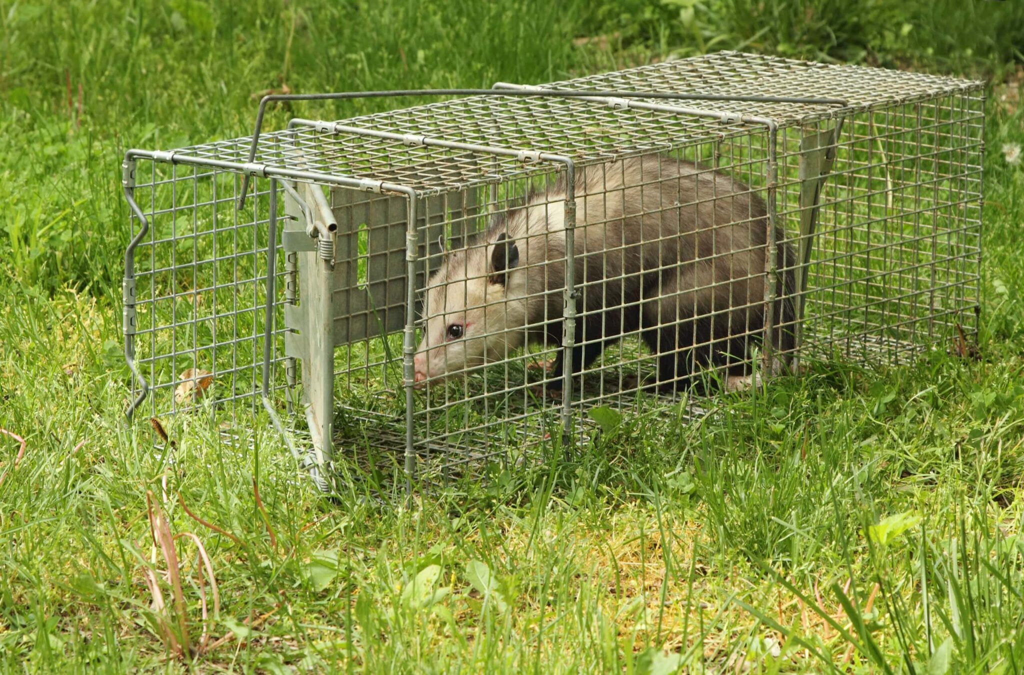 Emergency pest control service in Houston
