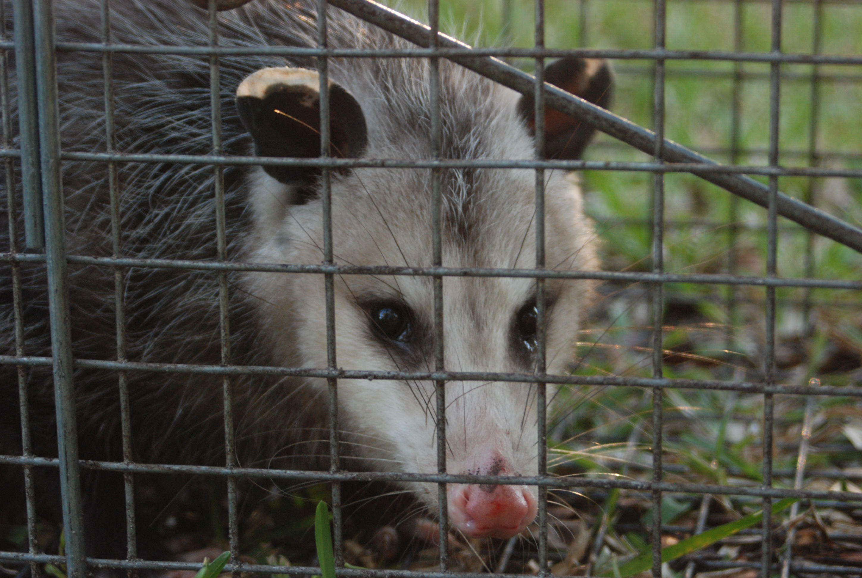 24/7 wildlife removal Houston TX