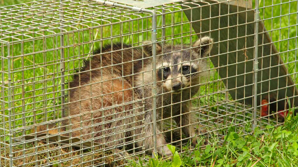 Pest prevention tips for Houston homeowners