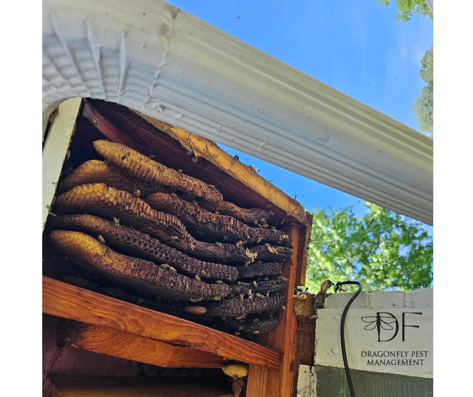 Wildlife removal service