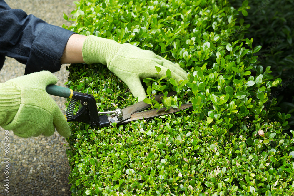 Sergio's Lawn