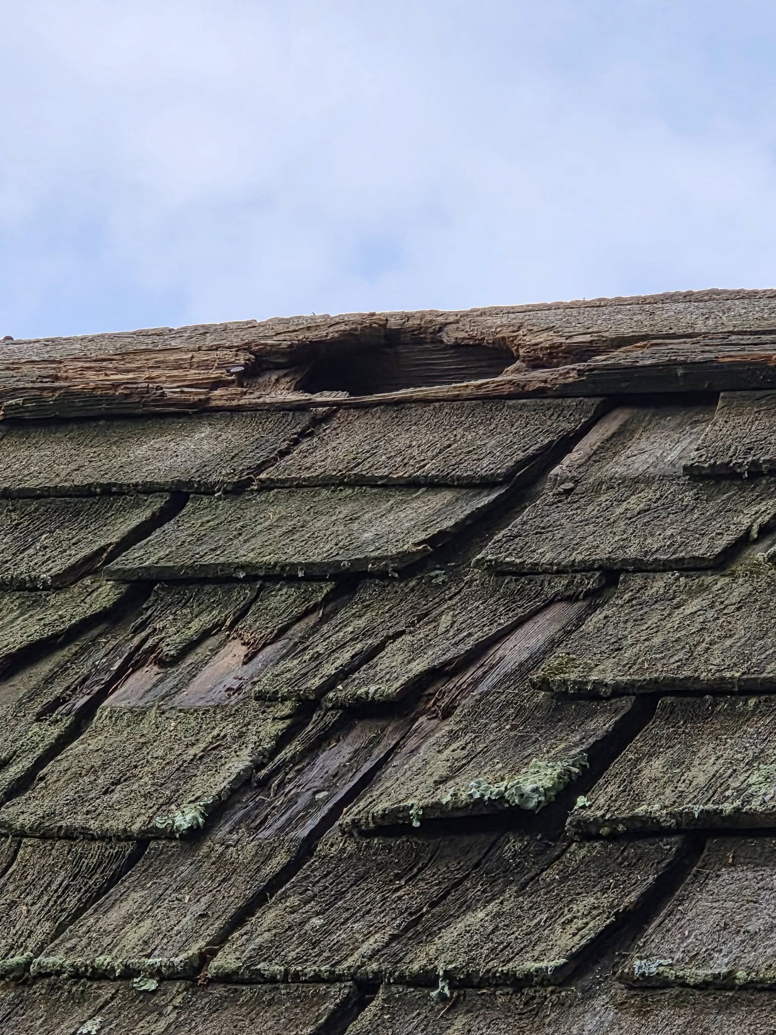 Wildlife & Pest Removal Services in Shelton, CT - NCS Wildlife SolutionsNCS Wildlife Solutions